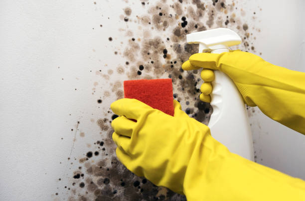 Professional Mold Remediation in South Lake Tahoe, CA